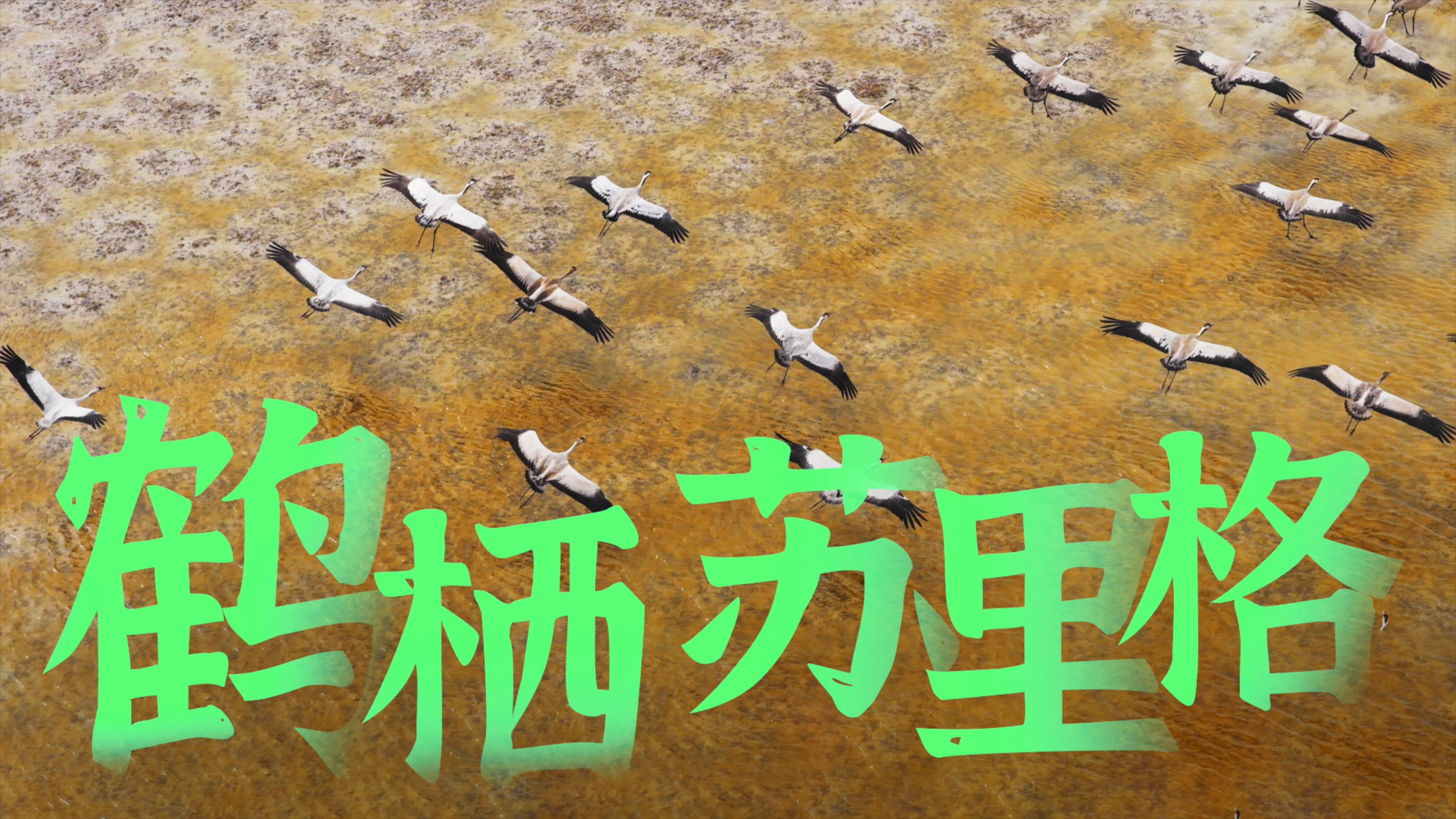 鹤栖苏里格
